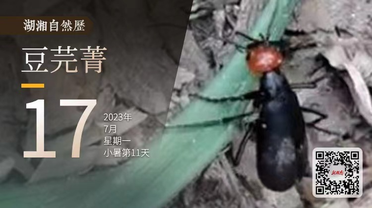 湖湘自然历丨虫鸣夏日⑰别以为吃素的好惹