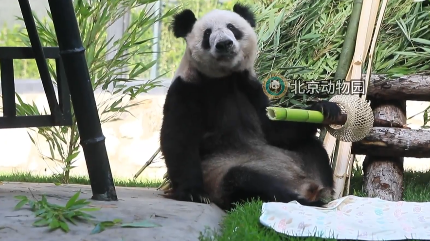 双倍快乐！丫丫吃的竹笋还套着竹篓