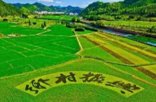 芙蓉国评论丨以“初心、恒心、决心”做实“三农”工作