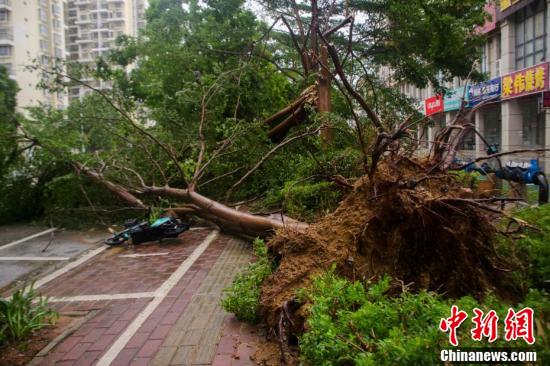 台风"泰利"袭击下的广西北海:树木倒伏 道路出现积水-新湖南