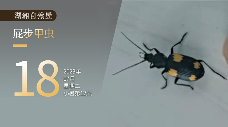 湖湘自然历丨虫鸣夏日⑱前方高能，100℃的臭屁烫怕你！