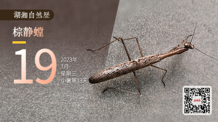 湖湘自然历 | 虫鸣夏日⑲螳螂中的“暗黑者”：该出手时再出手