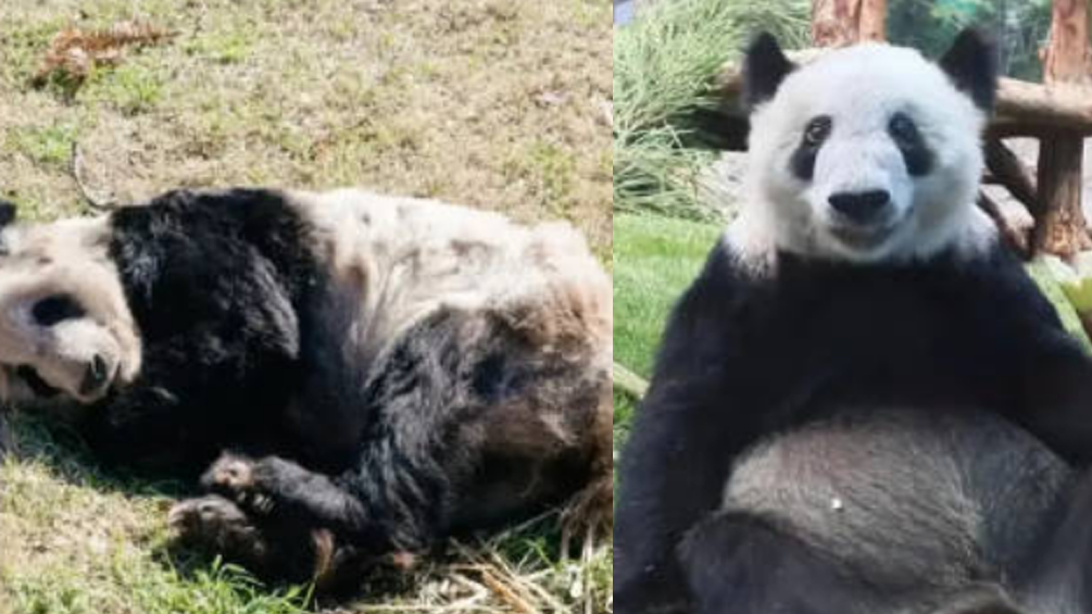熊猫“丫丫”回国82天后对比：颜值回归 妥妥“顶流范”