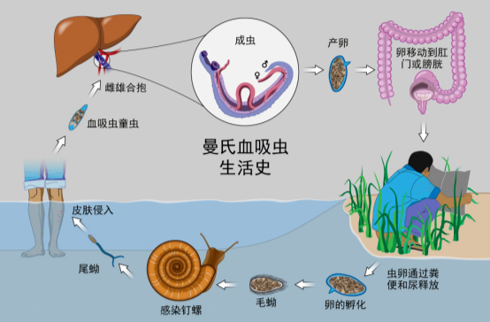 一旦接触，10秒即可感染！出现这些症状要当心