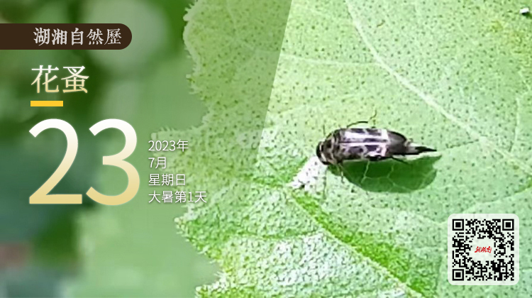 湖湘自然历｜虫鸣夏日㉓访花吸蜜的不止蜜蜂，还有……