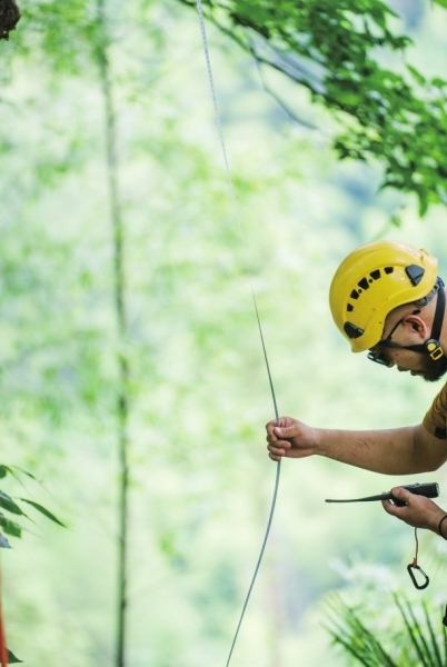 卷尺测量树高。 卷尺测量树高。