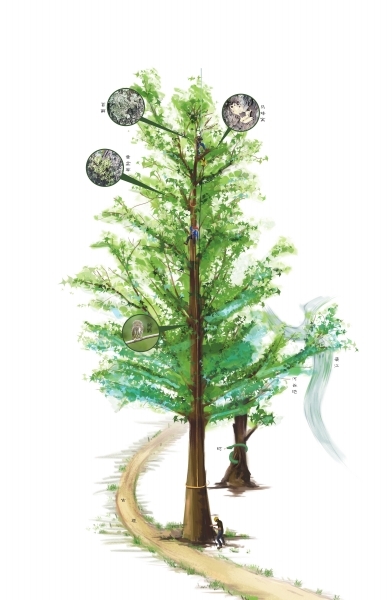 此次刷新湖南最高树纪录的是一棵枫香树。枫香,又称三角枫、大叶枫、枫树、鸡爪枫、路路通,学名 此次刷新湖南最高树纪录的是一棵枫香树。枫香,又称三角枫、大叶枫、枫树、鸡爪枫、路路通,学名