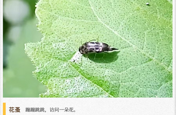 湖湘自然历｜虫鸣夏日㉓访花吸蜜的不止蜜蜂，还有……