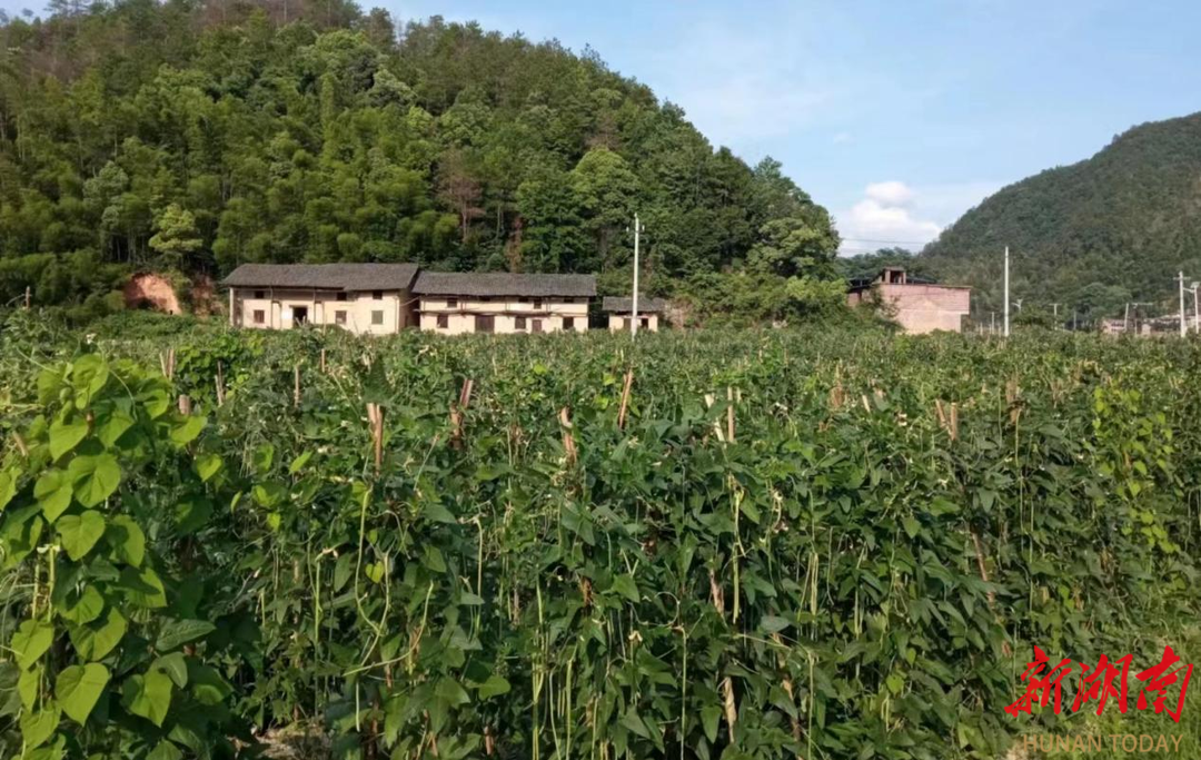 邵东佘田桥镇:打造"一村一品"典型 壮大村级集体经济-新湖南