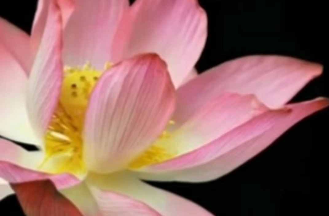清凉治愈!荷花绽放瞬间有多动人(Cool and cure! The moment the lotus blooms is so touching.)