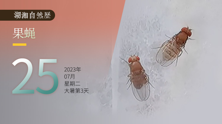 湖湘自然历丨虫鸣夏日㉕水果为何会“生虫”