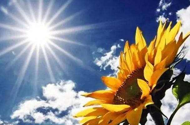 阳光晒过的部位又红又肿？小心是这些“光敏性物质”惹得祸