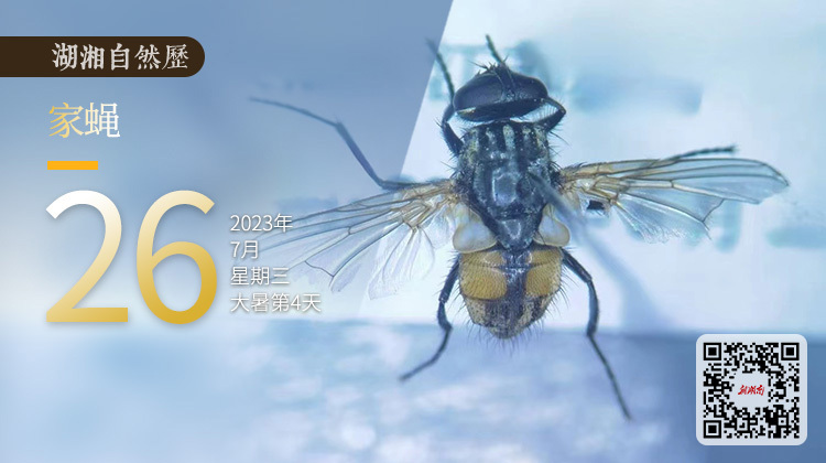 湖湘自然历丨虫鸣夏日㉖写这篇自然历，需要强大的忍耐力