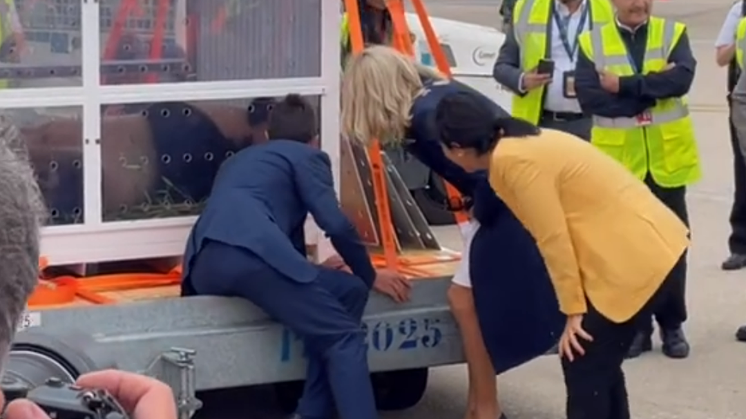 旅法大熊猫“圆梦”启程回国 法国第一夫人来到机场送别