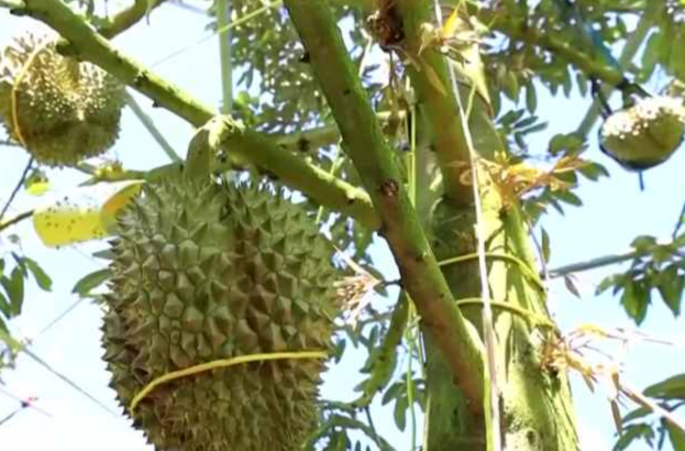 国产榴莲熟了！实现“榴莲自由”还远吗?