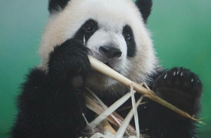 成都大运会湖南人看什么？赛事重点都在这里了