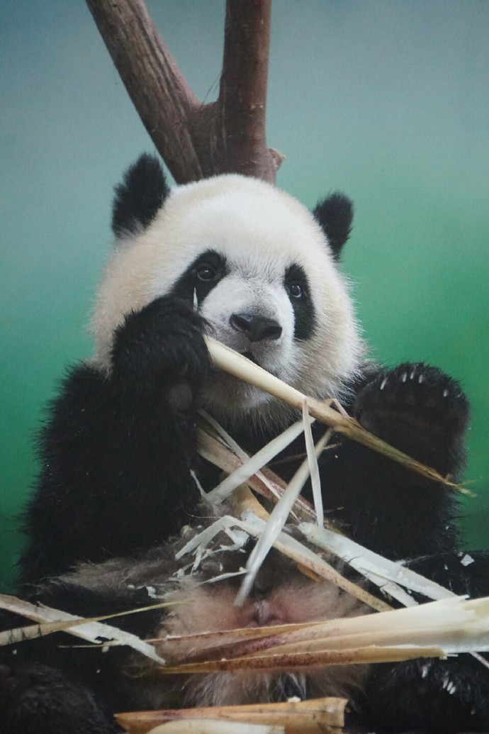 大熊猫“芝麻”