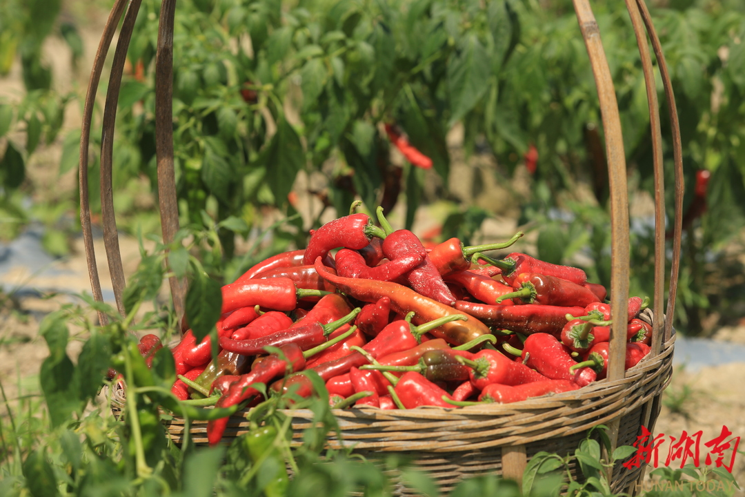 桂阳:瑶乡深处辣椒红 "火辣"产业绘就致富路 - 新湖南客户端 - 新湖南