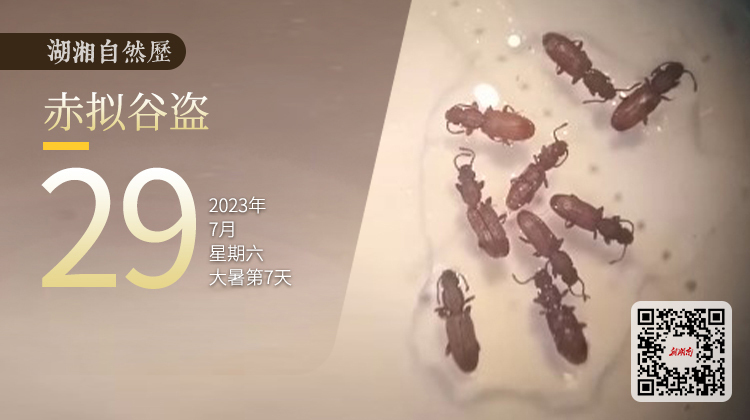 湖湘自然历丨虫鸣夏日㉙面粉中长出来的“小红虫”是什么