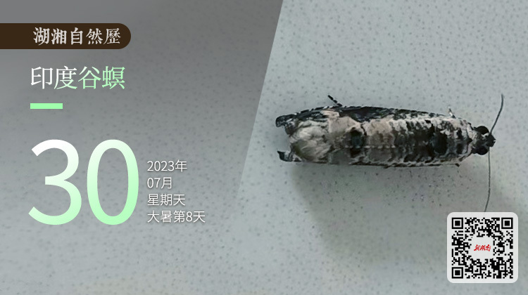 湖湘自然历｜虫鸣夏日㉚连塑料都不放过的吃货，你见过吗？