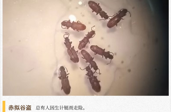湖湘自然历丨虫鸣夏日㉙面粉中长出来的“小红虫”是什么