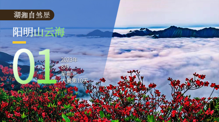 湖湘自然历｜气象万千①当花海遇上云海，怎一个“仙”字了得