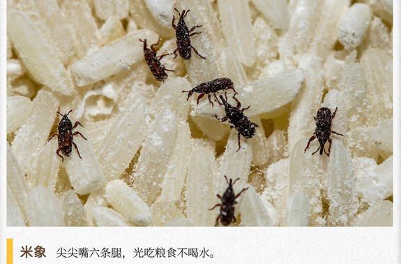 湖湘自然历｜虫鸣夏日㉛“米虫”是怎么“跑”到密封好的大米中的？