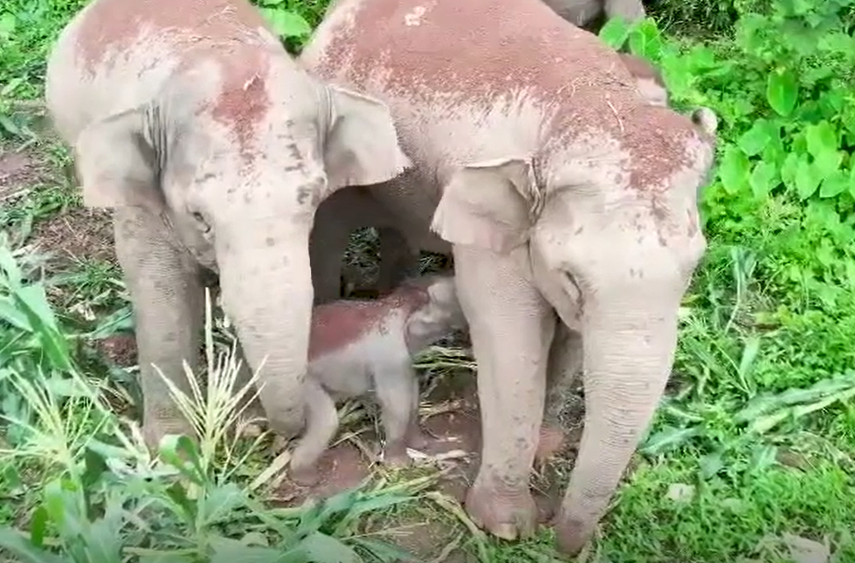 场面温馨！云南江城拍到象宝宝吃奶珍贵影像(So warm! Precious images of baby elephant suckling were captured)