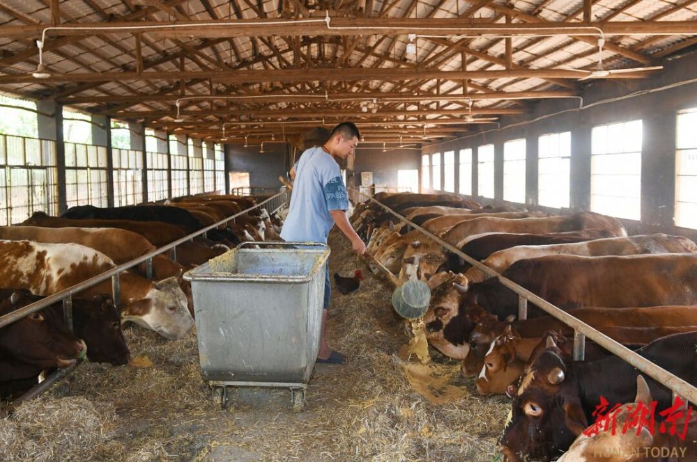 长沙望城区金树村打造“养牛、赏牛、品牛”生态循环黄牛养殖产业链——这个养牛村，牛！
