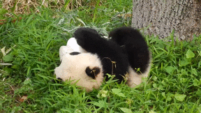 而且大熊猫主要吃的是竹子,但其实它对竹子的利用率非常低,食物在消化