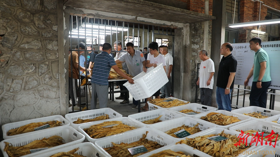道县：10.5万担“黄金叶”上秤收购 烟农收入预计超过1.8亿元