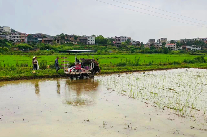 在永兴县樟树镇,种粮大户抓紧晴朗天气,组织农机,组织劳力抢收稻谷