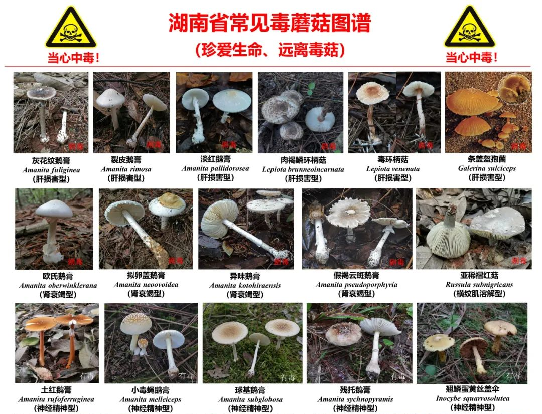 湖南首次发布野生蘑菇中毒诊疗规范