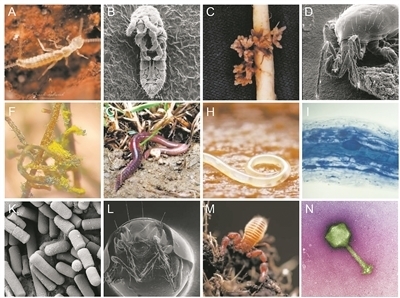 近六成物种可能生活在土壤中