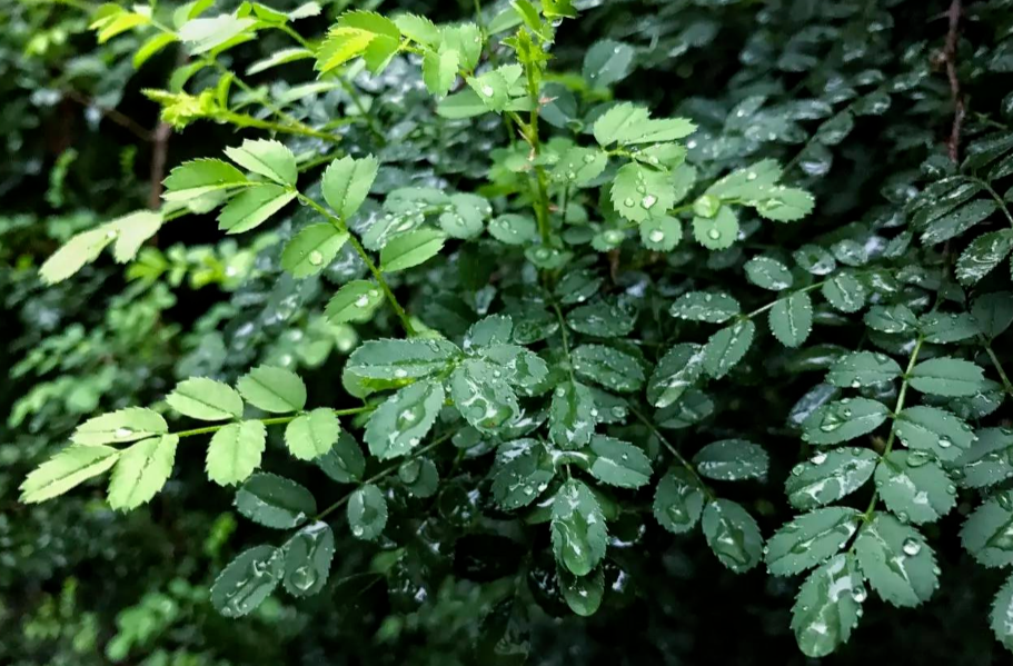 阵雨纷扰！湖南南部局地有较强降水