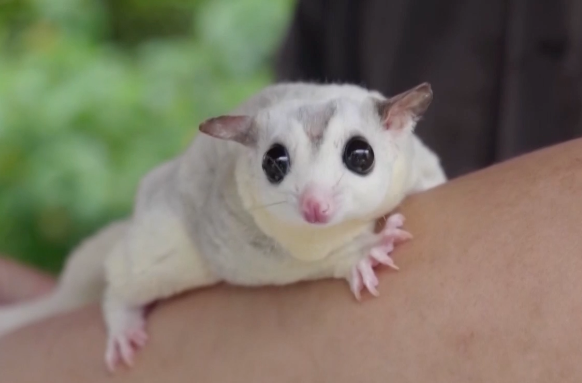 异宠市场，火了！警惕！非法物种不“宜宠”