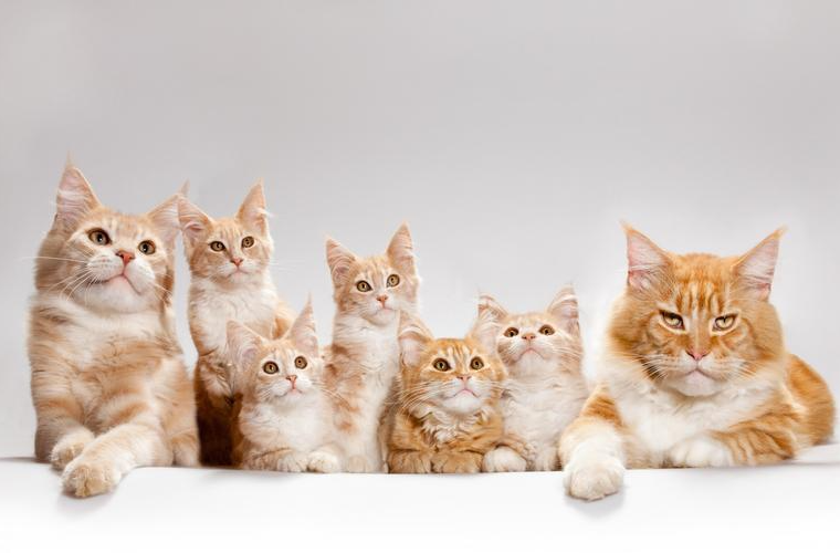 撸猫撸狗要谨慎，小心感染这种病！