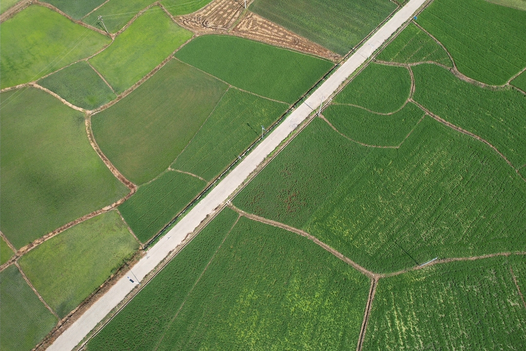 道县四马桥镇:晚稻插秧忙 农田换"绿装" - 乡镇单位 - 新湖南