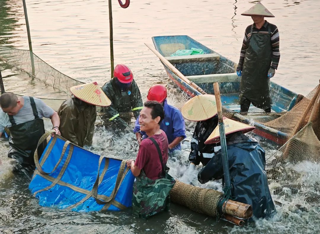 一拍鱼价逐浪高——湖南君山生态渔业集团举办首届鳙鱼公开竞价拍卖会