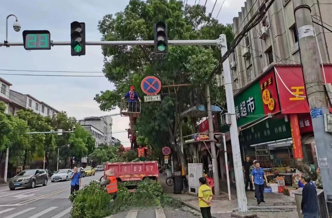 临湘市：合理修剪行道树遮挡枝叶  让交通信号灯“亮”起来
