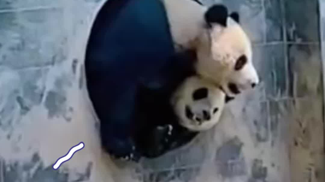 两熊猫要“出门”谁也不让谁 然后就……