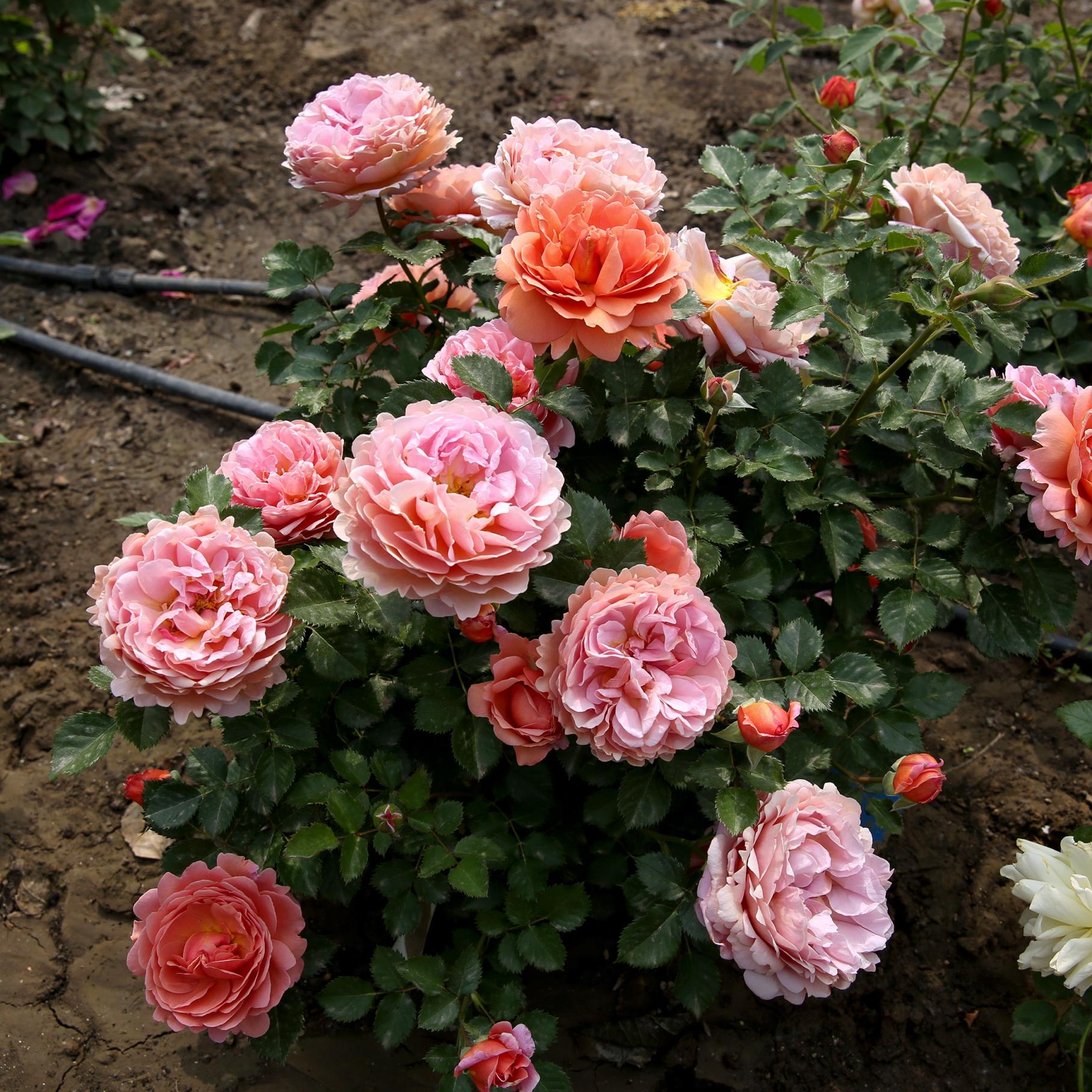 北京首次,新品月季七夕拍卖冠名权 - 北京事儿 - 新湖南