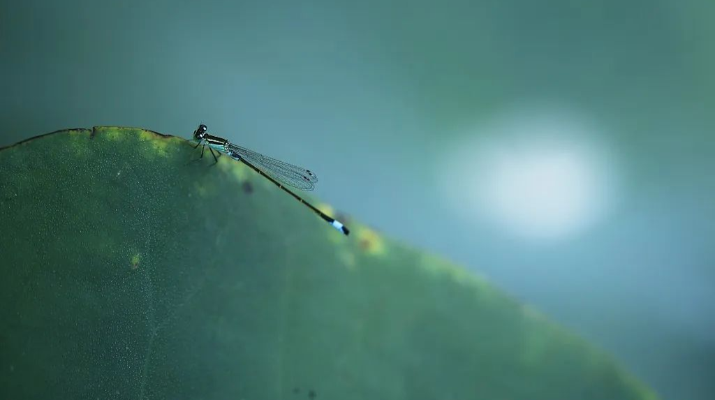 今日处暑丨离离暑云散，袅袅凉风起
