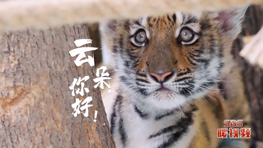 《云朵，你好！》