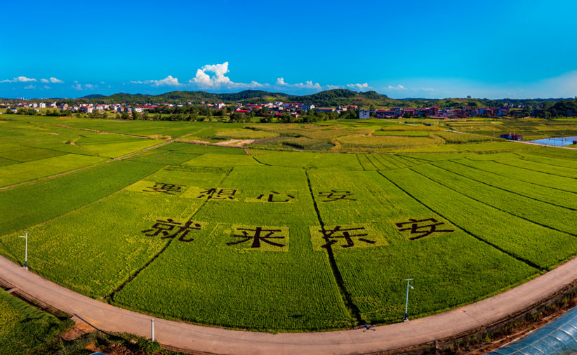 风吹稻香香满面 东安端桥铺镇乡村摄影大赛收官 - 新湖南客户端 - 新