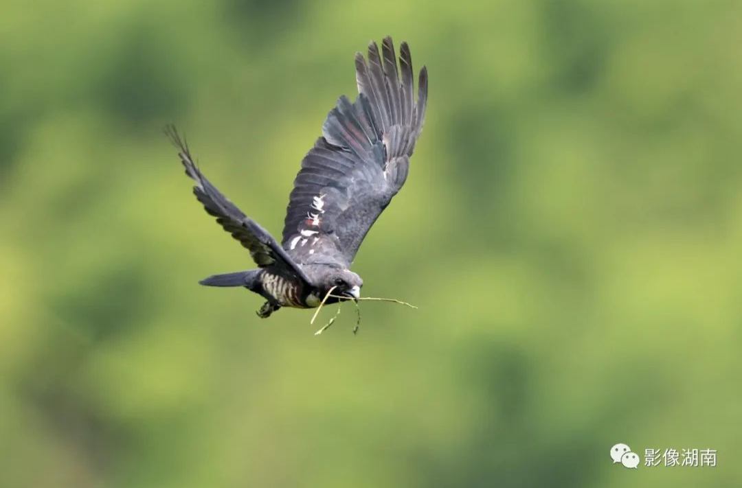 从大鸟筑巢到小鸟出巢，黑冠鹃隼育雏全记录