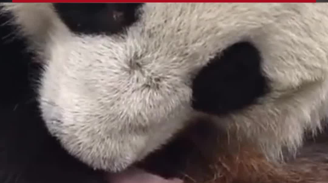 旅俄大熊猫“丁丁”首诞幼崽