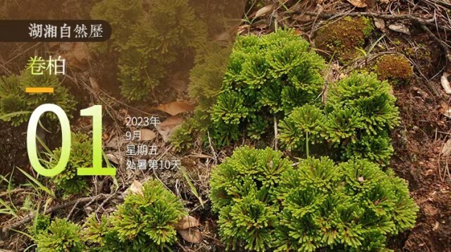 湖湘自然历｜新榜题名①九死能还魂，生存却不易
