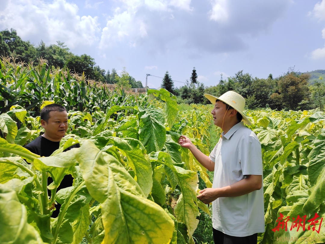 慈利县坼岩坪村：烤烟喜丰收 烟农“赶烤”忙 - 张家界 - 新湖南
