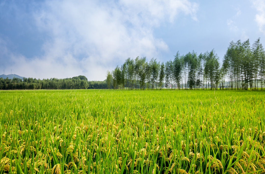 全国推广节水抗旱稻500多万亩